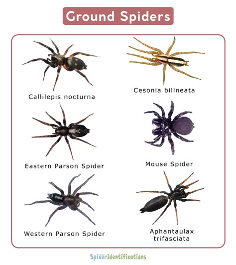 Ground Spiders Gnaphosidae Facts Identifications And Pictures