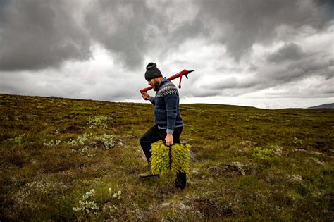 Vikings Razed The Forests Can Iceland Regrow Them The New York Times