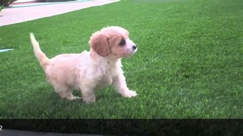 Cavachon puppies are a hybrid breed between the cavalier king charles spanieland bichon frise. CavaChon Puppies for Sale in San Diego, CA - Puppy Avenue ...