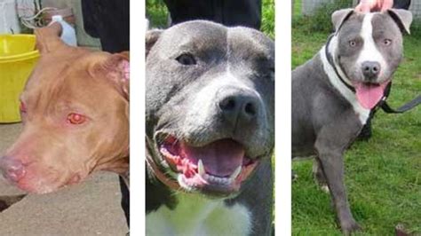 Devons Seized Pit Bull Type Dogs Returned To Owners Bbc