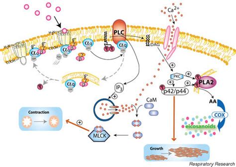 Medically reviewed by andra picincu, cn, cpt. Gq-coupled receptor signaling in airway smooth muscle ...