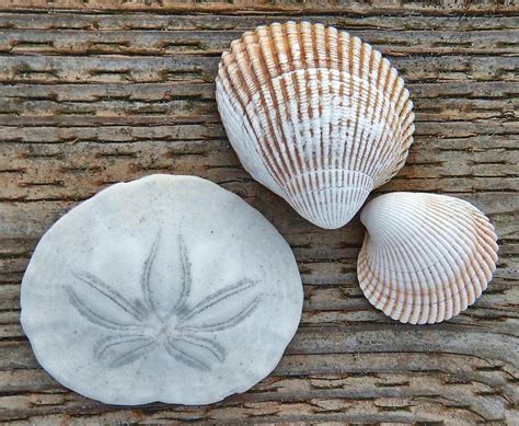 Sand Dollar Shells Photograph By Jim Romo Pixels