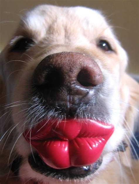 Do Dogs Have Lips
