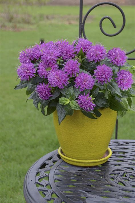 We did not find results for: 'Pardon My Purple' - Bee Balm - Monarda didyma (With ...