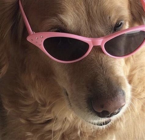 Dog With Clout Glasses Meme Amazing Design Ideas