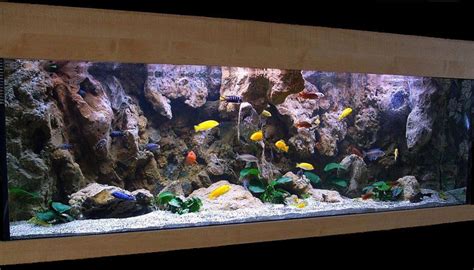 Best Home Aquarium Setup Sigildesigned