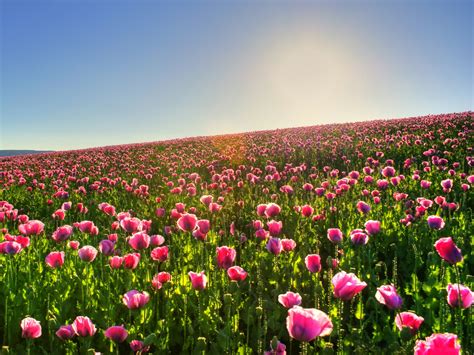 Beautiful Flower Field Pink Blooming Flowers In Prosperous Growth
