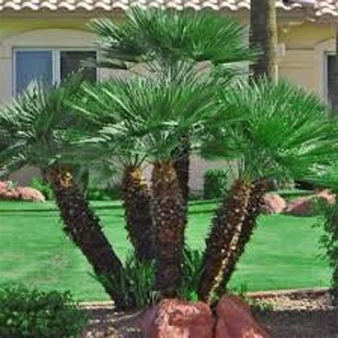 Mediterranean Fan Palm Grown In Texas Palms Swipe Through Etsy In