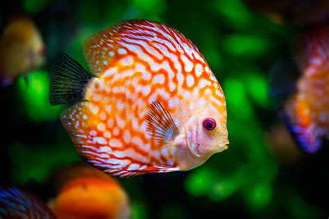 The bank offers personal and business banking such as checking accounts, saving accounts, debit and credit cards, loans, investment, and online banking … ¿Los peces dejan de crecer? - National Geographic en Español
