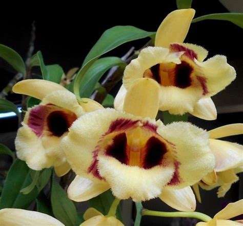 Dendrobium Gatton Sunray Peloric Orchids Tropical Plants Plant Planets Orchid