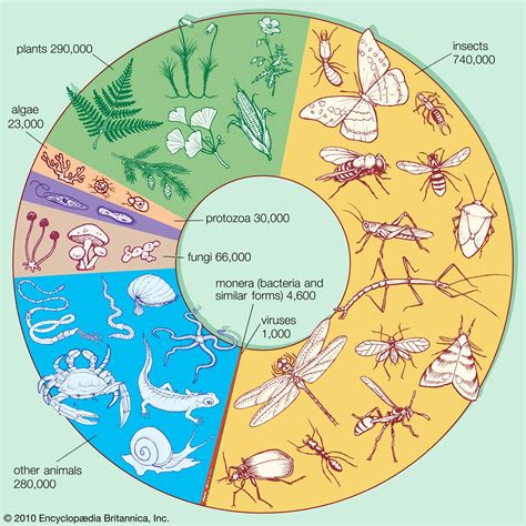 Life Cycle Of Organisms