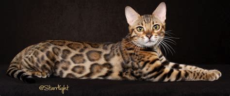 bengal cat history personality appearance health  pictures