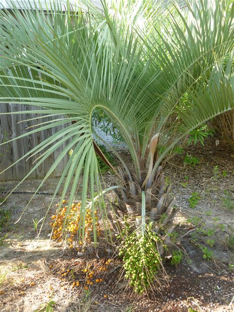 Yellow flowers appear after a few years in cultivation, followed by edible orange fruit, which taste like a mixture of pineapple, apricot and plum. Fil:Butia capitata palm bearing both ripe and unripe fruit ...
