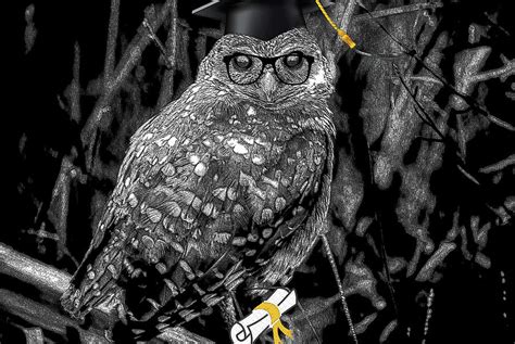Wise Ol Owl Digital Art By Debra Kewley Fine Art America