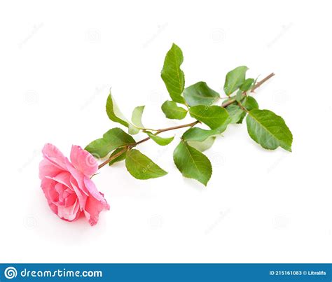 Beautiful Pink Roses Stock Image Image Of Pink Wedding 215161083