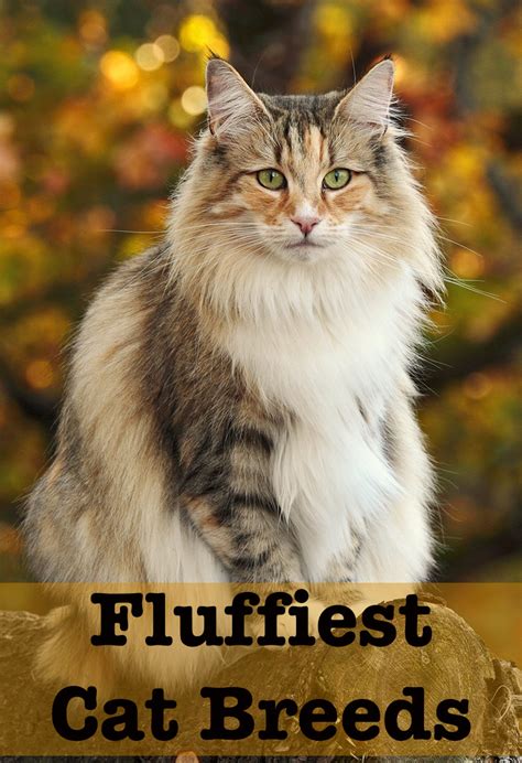 Fluffy Cat Breeds Discover The Fluffiest Kitties Around