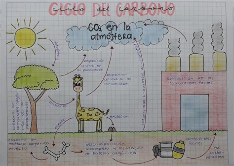 Diagrama Del Ciclo Del Carbono Gcse
