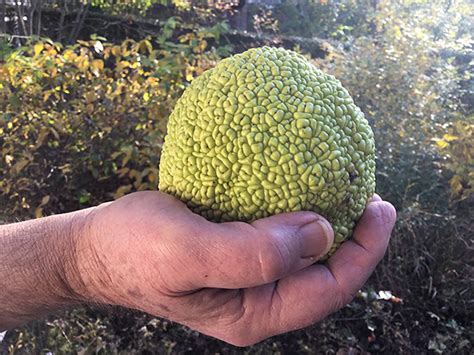 Tree Of The Month Osage Orange Shelter Island Friends Of Trees