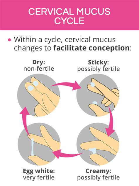 Cervical Mucus Cycle Chart