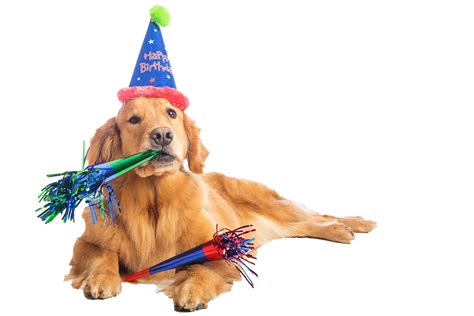 Birthday Dog PNG Transparent Birthday Dog.PNG Images. | PlusPNG gambar png