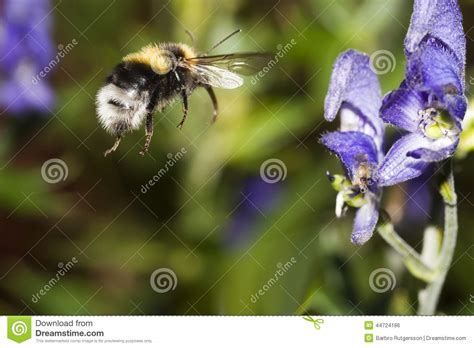 Affordable and search from millions of royalty free images, photos and vectors. Airborne stock photo. Image of bumble, bees, onair, flying ...