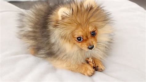 1 Hour Of Pomeranians Playing Pomeranian Puppy Compilation Video