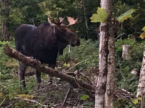 Maine Moose Hunting Blackwater Outfitters Maine Moose Hunters