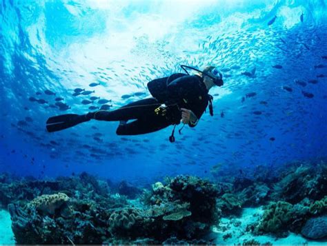 The Top Scuba Diving Sites In The Bahamas The Scuba News