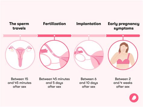 How Long Does It Take To Get Pregnant After Sex A Timeline Flo