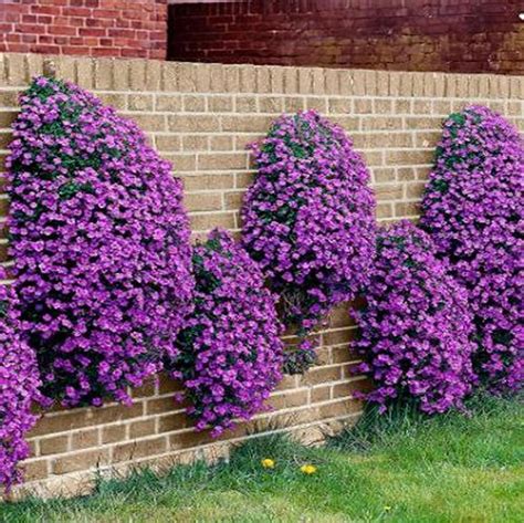 Check spelling or type a new query. Rockcress Cascading Purple Flower Seeds (Aubrieta Hybrida ...