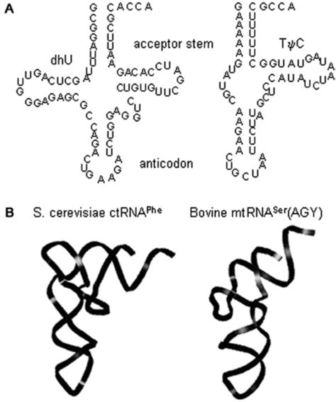 Secondary And Tertiary Structure Of One Canonical And One Non Canonical