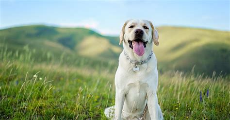 How Long Do Labs Live With Arthritis Everything Labradors
