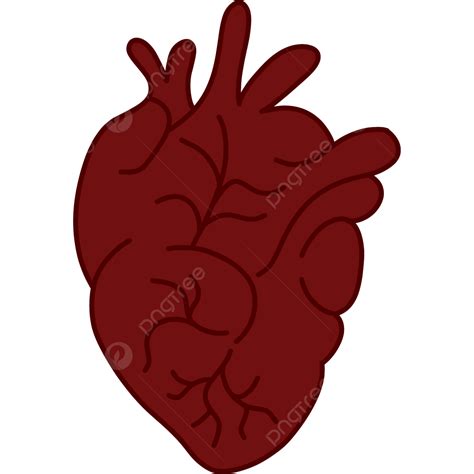 Heart Human Anatomy Heart Anatomy Human Heart Png Transparent