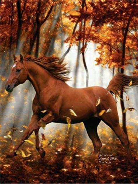 Welcome Fall Horses Pretty Horses Beautiful Horses