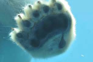 Polar Bear Paw By Luvazoo Via Flickr Polar Bear Paw Bear Paws