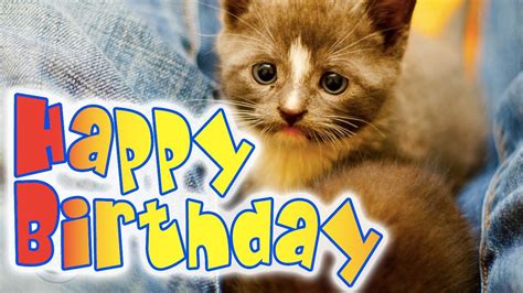 Happy Birthday Cat Pictures Free How To Throw A Cat Birthday Party
