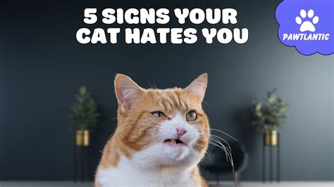 5 Signs Your Cat Hates You Understanding Feline Aggression Cat