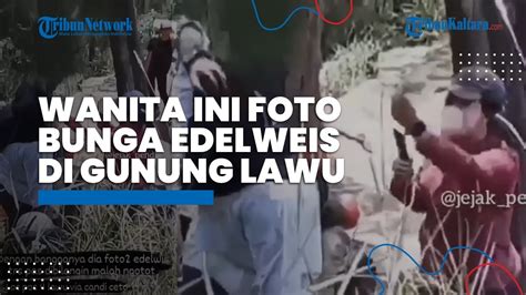 Viral Pendaki Wanita Nekat Berfoto Sambil Pegang Bunga Edelweis Di Gunung Lawu Ini Respons