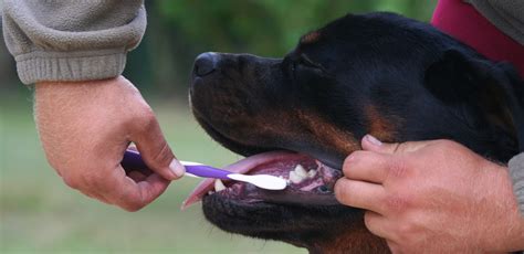 Bad Breath In Dogs Causes And Treatments Dog Tag Art