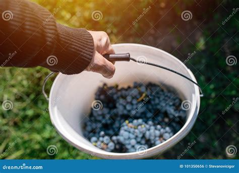 Male Viticulturist Harvesting Grapes In Grape Yard Stock Photo Image