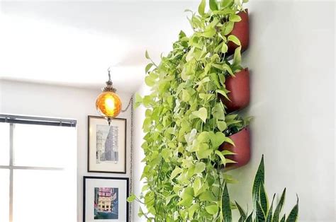 Apr 13, 2012 · how to grow pothos (devil's ivy) in water. How fast do pothos grow? Info Guide - Indoor Plants World