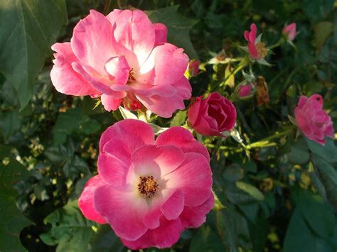 Not that it ever really went to seed, mind you. Edible Flowers List: 5 Plants for Culinary Creations ...