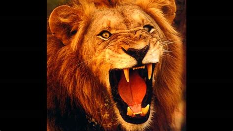 Lion Of Pakistan Of Mian Muhammad Nawaz Sharif Youtube