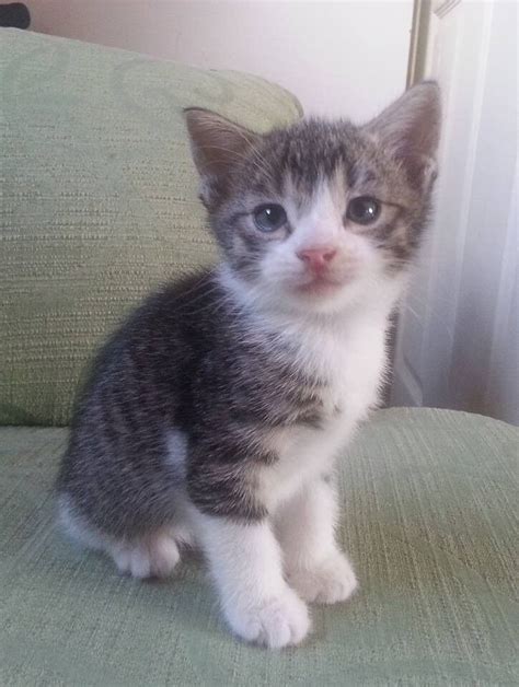 Grey And White Tabby Male Kitten Ready 27th Jan Reserved In