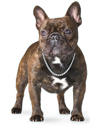 Senior frenchies are less expensive than puppies and cost $1,000. About us - French Bulldog Breed