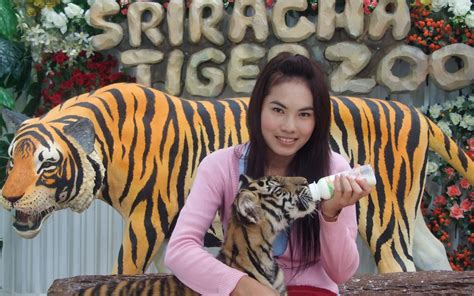 A Silver Lining To The Pandemic A Notorious Thai Tiger Zoo Closes For Good