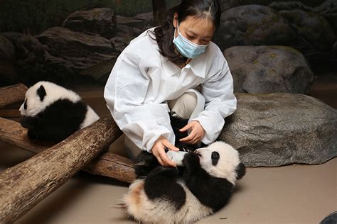 It Takes A Village How Canada Got Its First Native Born Pandas