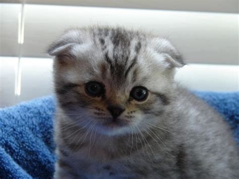 The scottish fold is easily recognized by the ears which are folded down. Economic Disconnect: Questions and Answers