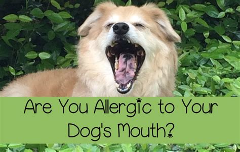 Dog Saliva A Prime Allergen Offender Dogvills