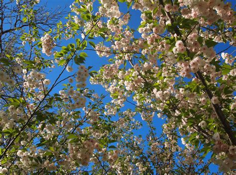 Flowering Twigs Spring Sky Mood Wallpaper Coolwallpapersme